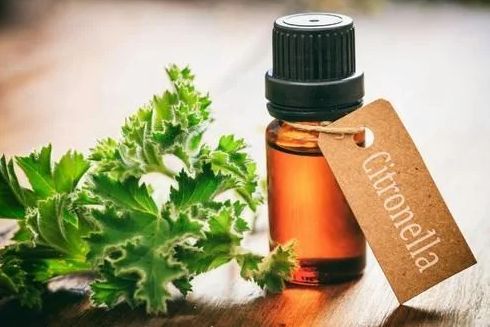 Citronella Essential Oil