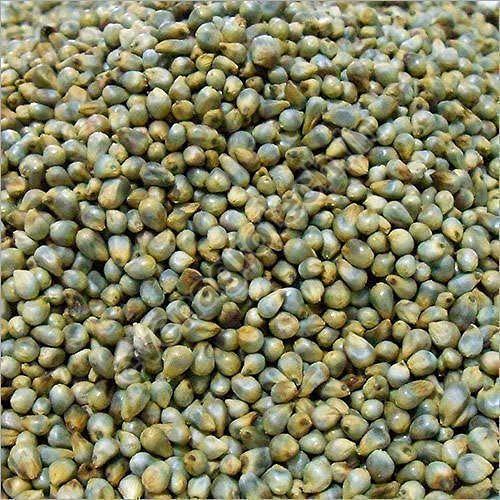 Bajra Seeds