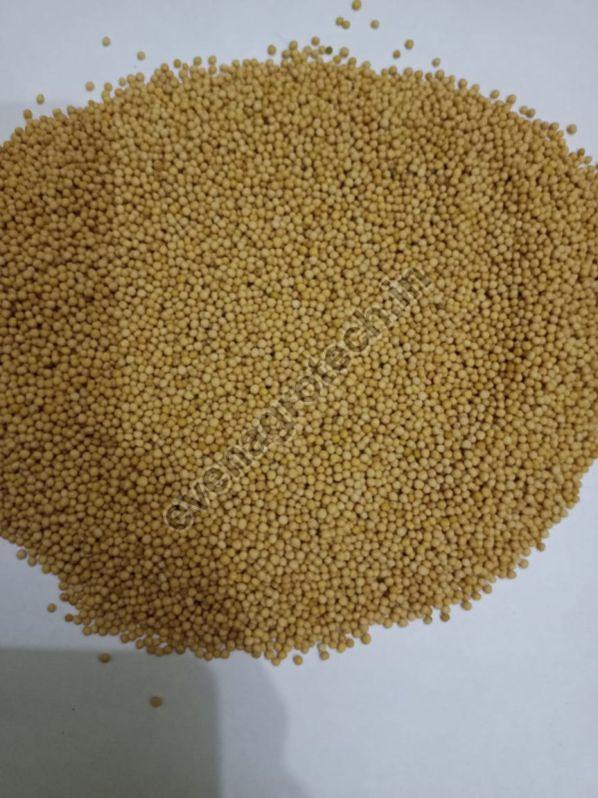 Rajsthan Mustard Seeds