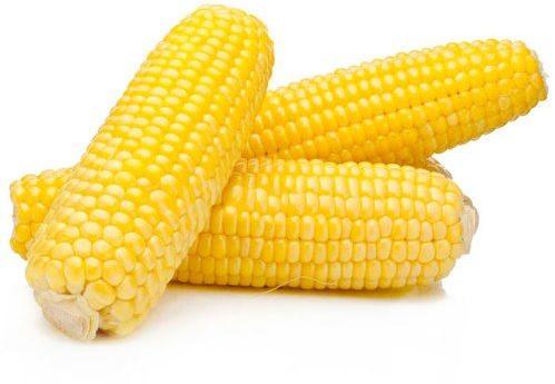 Yellow Corn