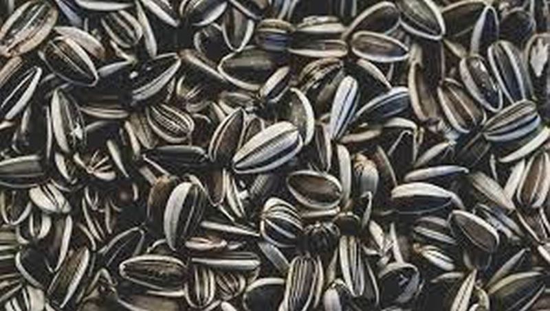 Sunflower Seeds