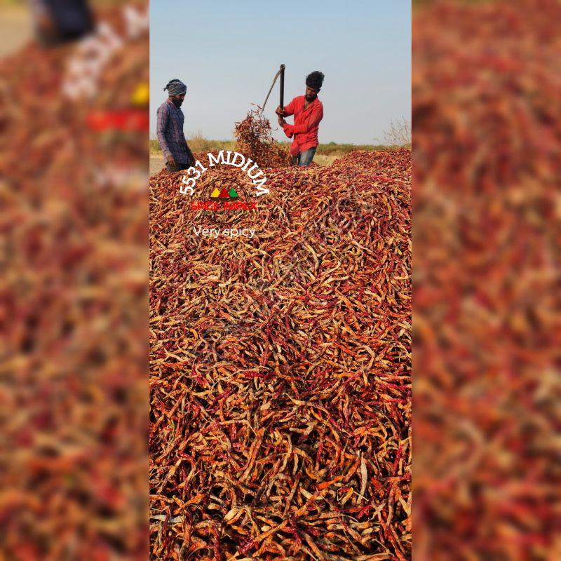 5531 Medium Chilli