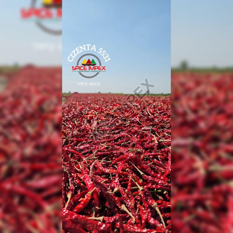 5531 Syngenta Dry Red Chilli