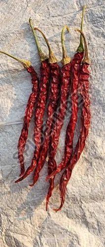 Syngenta 5531 Dry Red Chilli