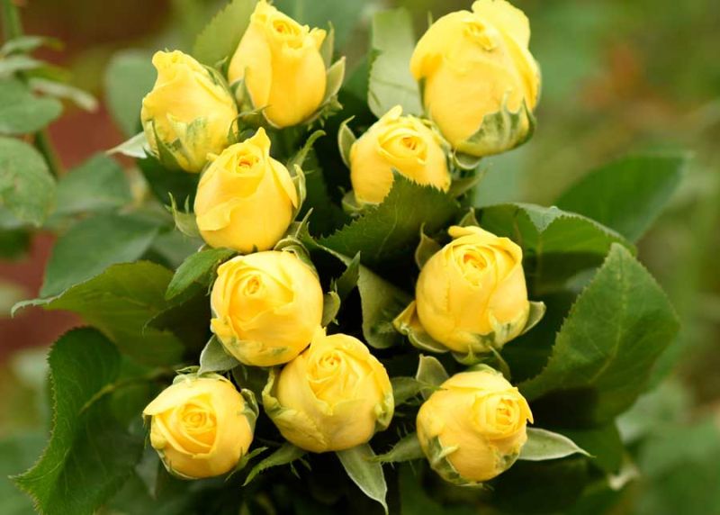 Solaire Yellow Rose Plants