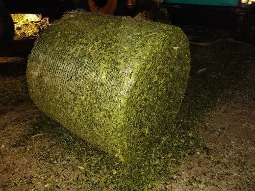 Corn Silage