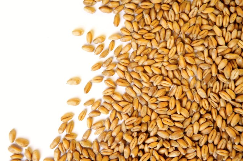 Australian Khorasan Wheat