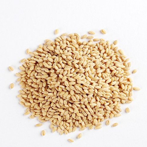 Australian Malt Barley