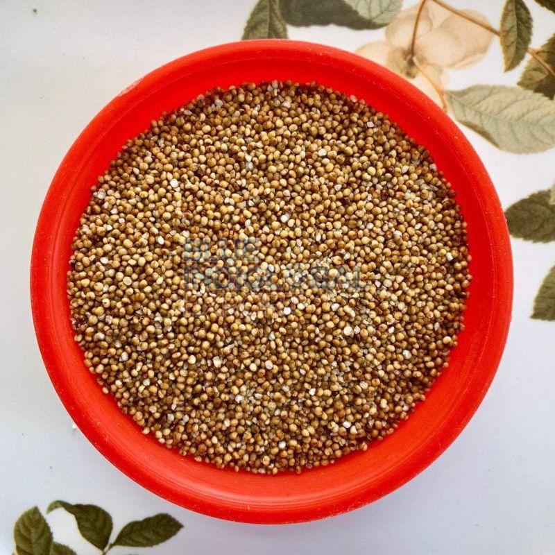 Kodo Millet Seed
