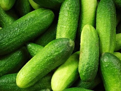 Fresh Gherkins