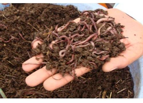 Vermiculture Earthworm