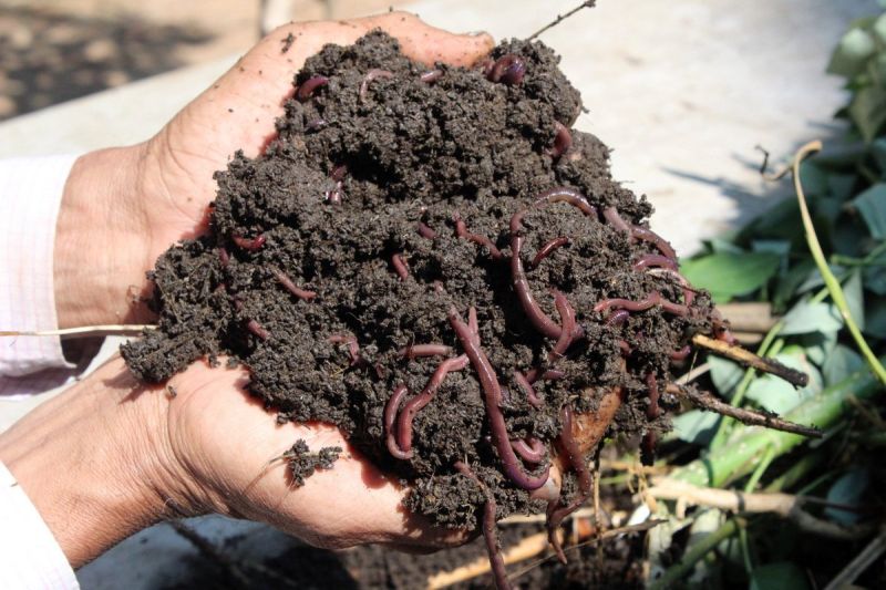 Organic Earthworm Vermicompost Fertilizer