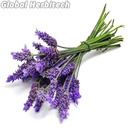 Dry Lavender Flower Manufacturer Supplier from Jammu India