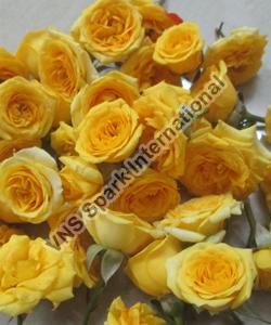 Yellow Button Rose Flowers