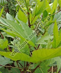 Fresh Gongura Leaves