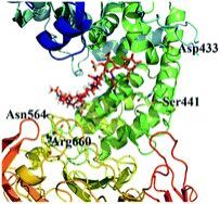 Chondroitinase Enzyme