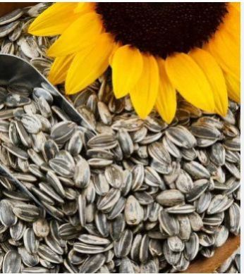 Natural Black Sunflower Seeds