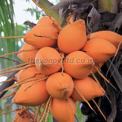 Red Tender Coconut