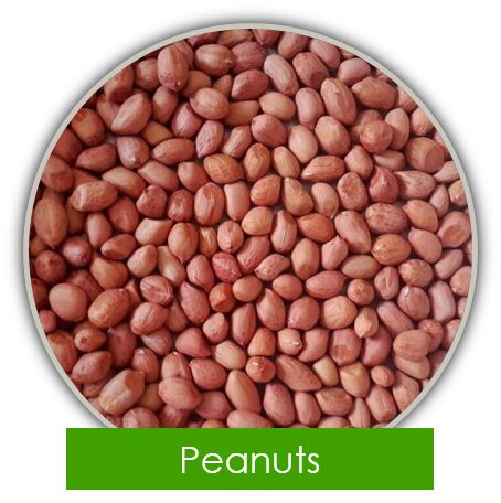 Peanut