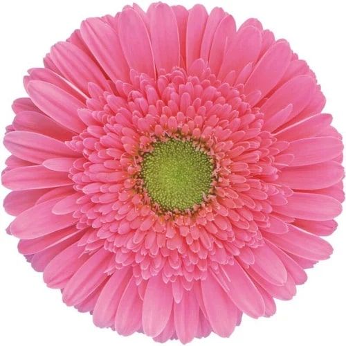 Light Pink Gerbera Flower