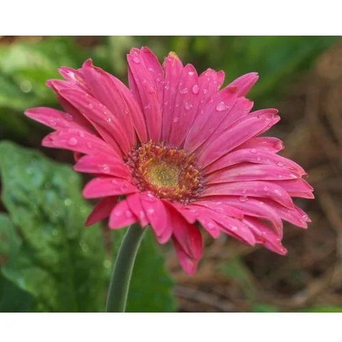 Pink Gerbera Flower