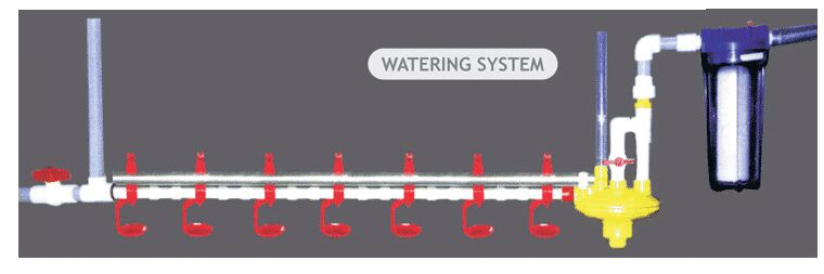 Broiler Watering System