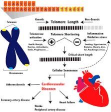 Telomere and Chromosome Disease Non-invasive Diagnosis and Therapy