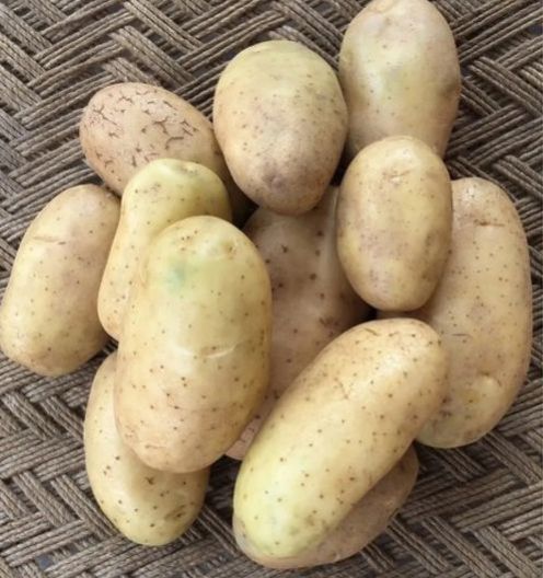 Kufri Khyati Potato Seeds