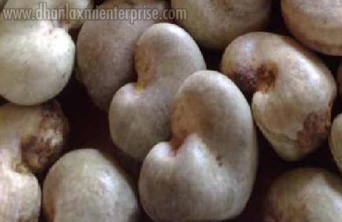 Raw Cashew Nut 02