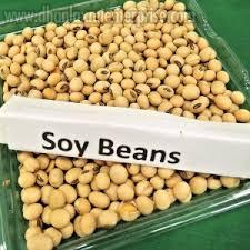 Soybean Seeds 01