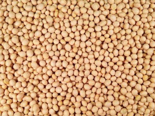 Soybean Grain