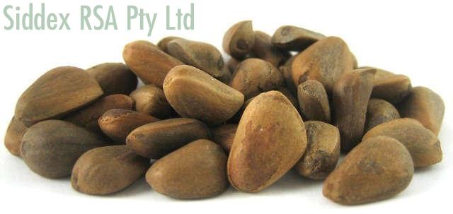 Pine Nuts
