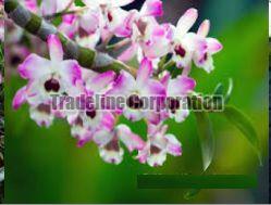 Dendrobium Flower Seeds 02