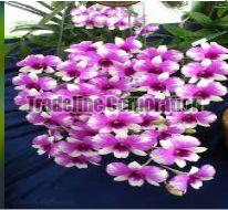 Dendrobium Flower Seeds 03