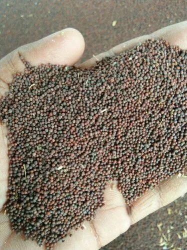 Brown Mustard Seeds