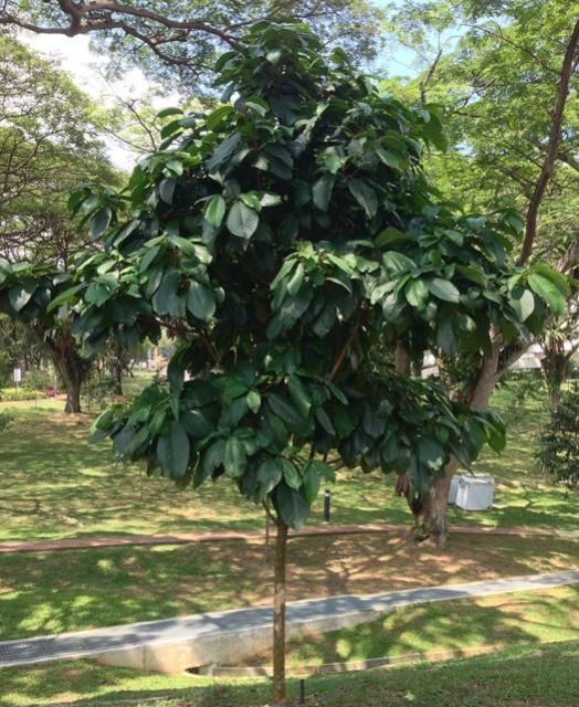 Baccaurea Ramiflora Plant