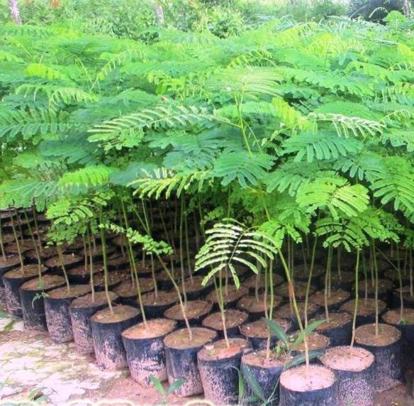 Gulmohar Plant