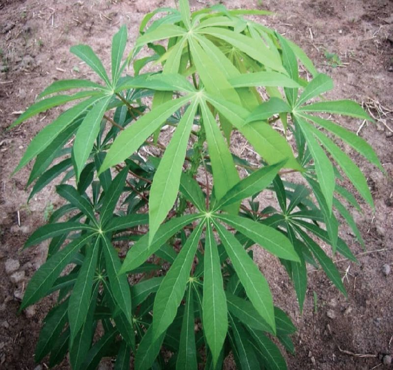 Manihot Esculenta Plant