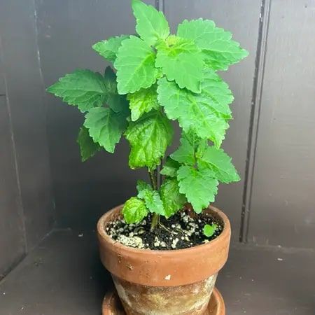 Patchouli Plant