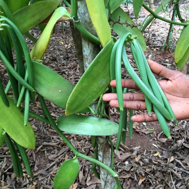 Vanilla Plant