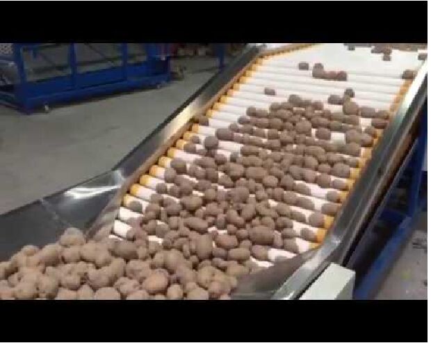 Potato Sorting Grading Machine