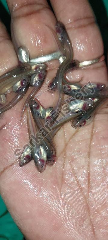 Ompok Pabda Fish Seeds