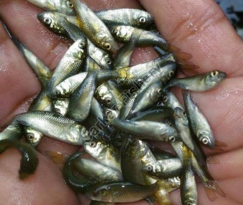 Labeo Rohita Fish Seeds