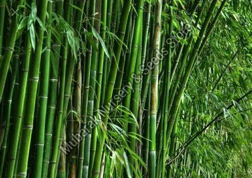 Beema Bamboo Plant