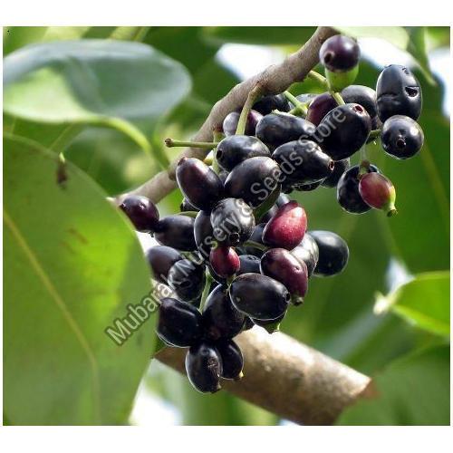 Black Jamun Plant