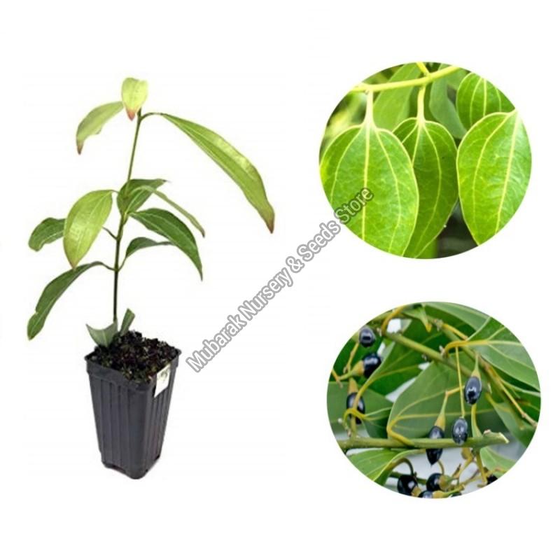 Dalchini Plant