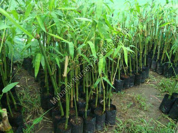 Dolu Bamboo Plant