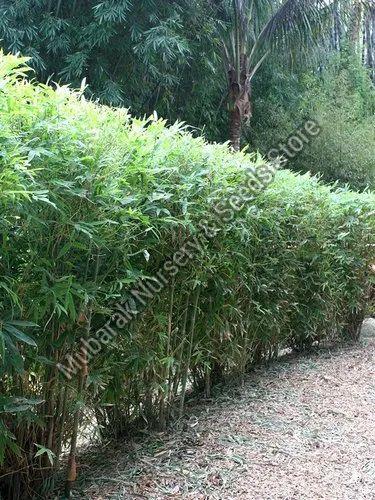 Hedge Bamboo Plant