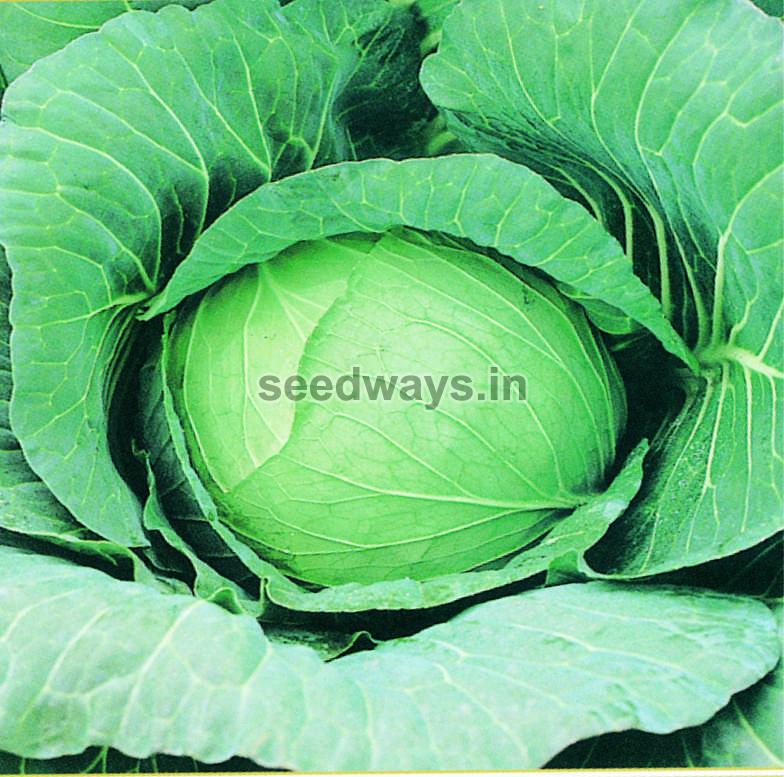 F1 Anjali 66 Cabbage Seeds