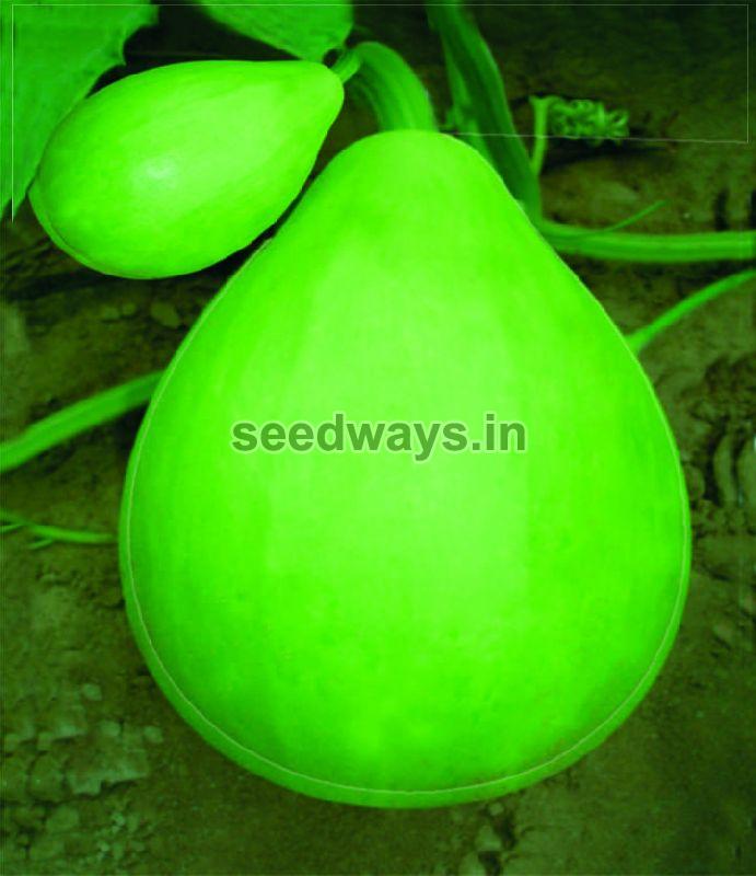 F1 Barkha Bottle Gourd Seeds